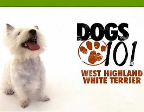 Do You Remember the Latest Pups From Dogs 101?