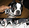 Do Tell: Do You Own Any Breed Tchotchkes?