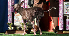 Breaking News: 2008 World's Ugliest Dog Loses Cancer Battle