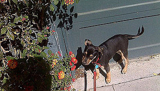 I Need Your Help... Should I Fly My Puppy in Cargo?
