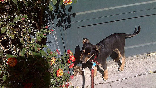 I Need Your Help... Should I Fly My Puppy in Cargo?