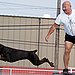 Doberman Pinscher