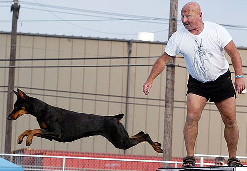 Doberman Pinscher Doberman Pinscher