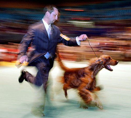Irish Setter Irish Setter