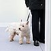 West Highland White Terrier