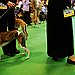 Whippet