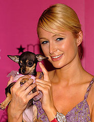 Dr. Paris Hilton, Veterinarian? 