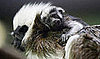 Cottontop Tamarin Baby Masters Cute in Just Two Weeks' Time