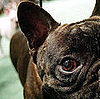 Guess What Breed?