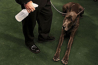 Guess What Breed?