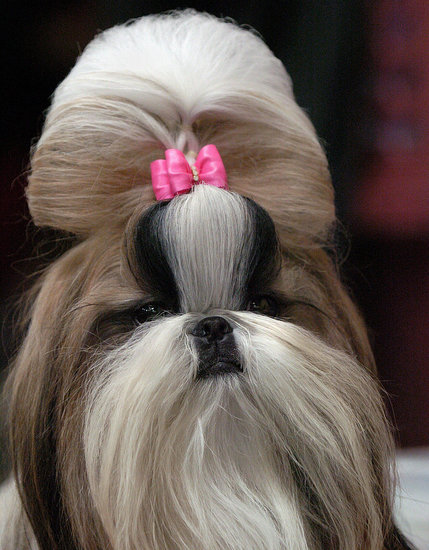 Shih Tzu Shih Tzu