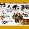 Dogs 101: What Did You Learn in Episode 106?