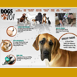 Dogs 101: What Did You Learn in Episode 106?