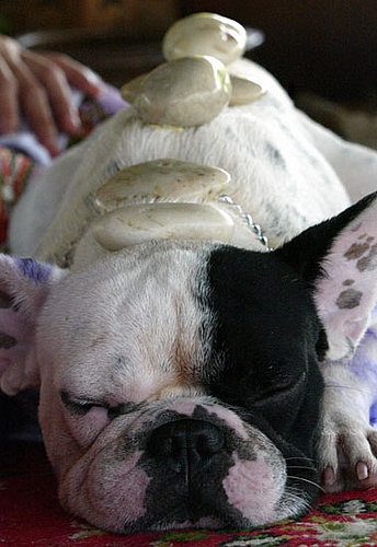 Do Tell: What Pampering Treatment Would Please Your Pet?