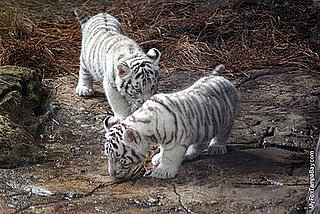 Tampa's Two Teeny Tigers Too Cute: In the LINK of an Eye!