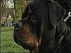 Can Pets Sense or Smell Illness in Humans?