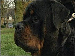 Can Pets Sense or Smell Illness in Humans?