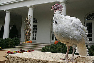 Quiz: Pardon Me, Little Turkey, It's 2008!
