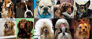 What's the Most Popular Dog Breed For 2008?