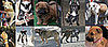 Who's the Celebrity Puppy of the Year?