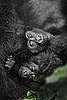 Rare Gorilla Twinsies Born in Uganda: In the LINK of an Eye!