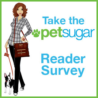 Take the PetSugar Reader Survey!