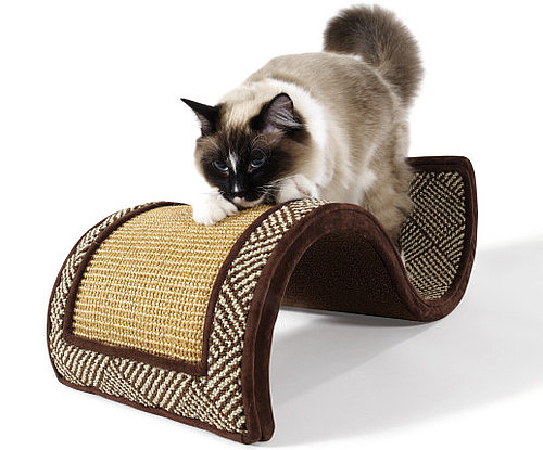 Dream Curl Takes Cat For a Magic Carpet Ride Dream Curl Takes Cat For a Magic Carpet Ride