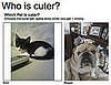 Who's the Cutest of Them All? 