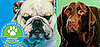 The Results Are In: Most Popular Dog Breed