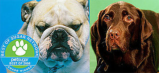 The Results Are In: Most Popular Dog Breed