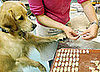 Baking These Homemade Dog Cookies For Holiday Gifts Is One Yummy Idea!