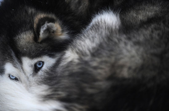 Guess What Breed?