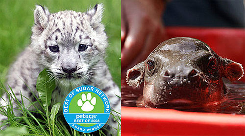 The Results Are In: Cutest New Zoo Baby