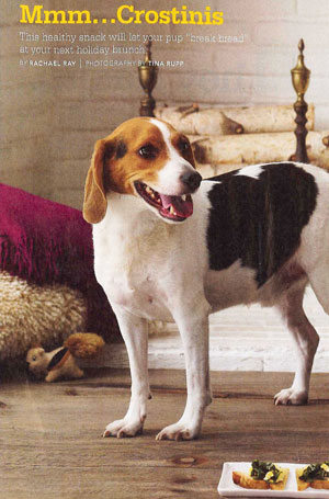 Spinach and Eggy Apps For You (and Your Little Dog, Too)