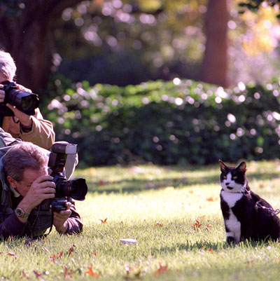 Photos of Socks, First Cat of Former President Bill Clinton (and Chelsea Clinton) Who Died Of Lung Cancer In Betty Currie's Care Photos of Socks, First Cat of Former President Bill Clinton (and Chelsea Clinton) Who Died Of Lung Cancer In Betty Currie's Care