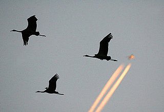 Airplane Fallout: Effort to Pass Bird-Killing Legislation 