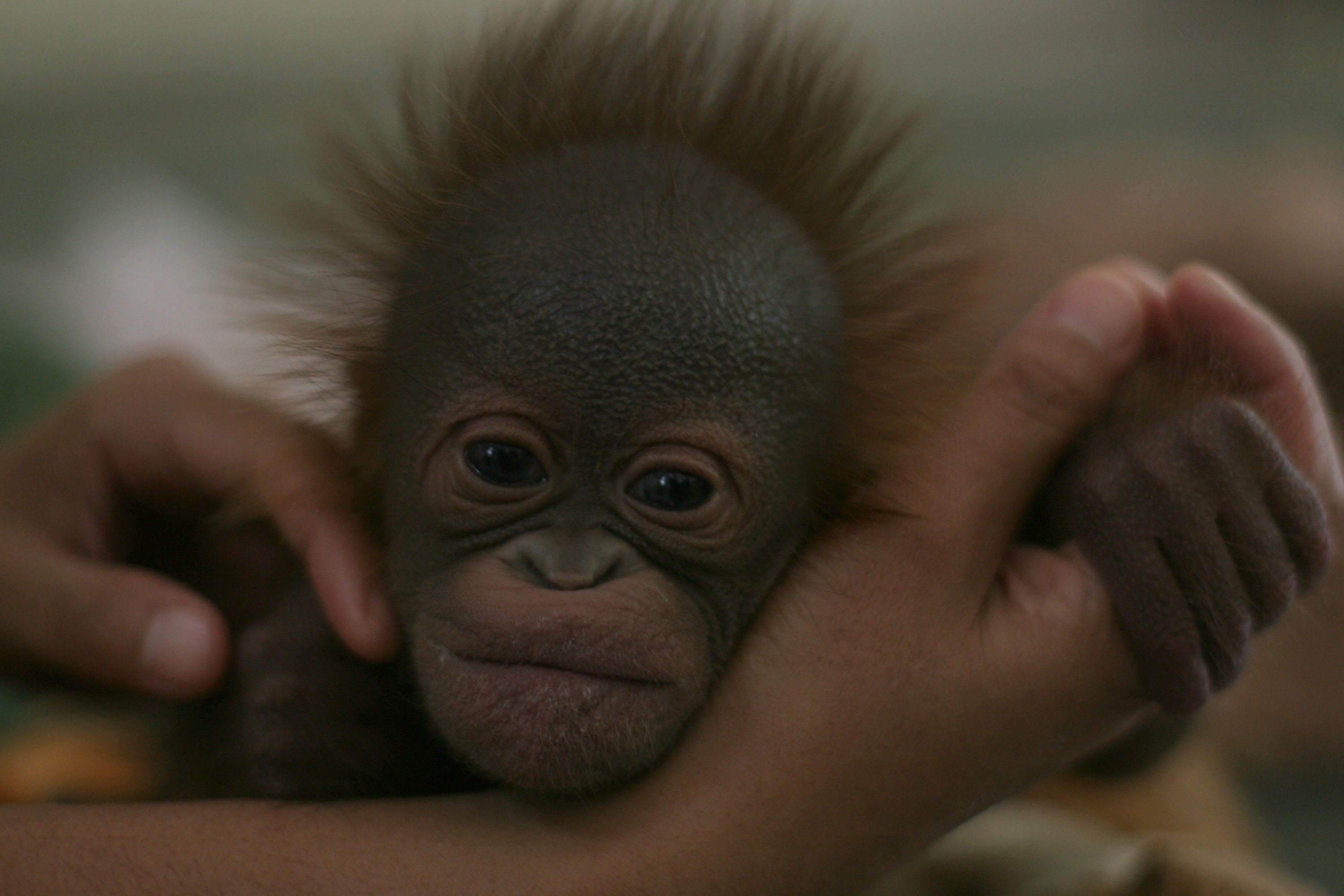 Baby orang-utan in Indonesia at the Taman Safari, which plays an important role in breeding rare and endangered animals. Baby orang-utan in Indonesia at the Taman Safari, which plays an important role in breeding rare and endangered animals.