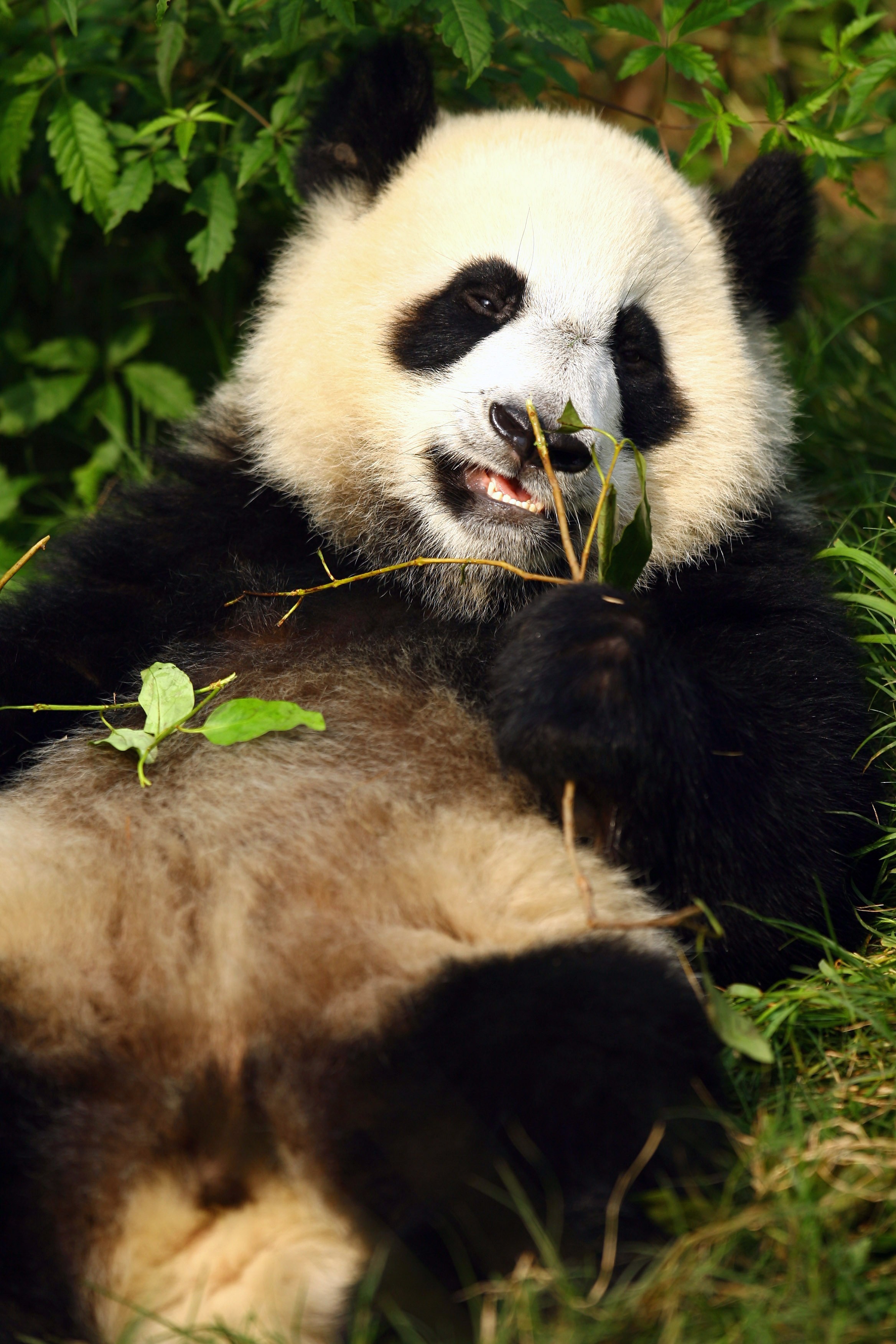 China's Giant Panda. China's Giant Panda.