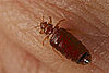 Itching to Travel? Yeah, Bedbugs Are Too. . . 