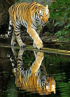Terrible Odds? One of Every Four Mammals Faces Extinction
