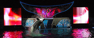 Junior Jetset: Shamu Rocks
