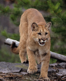 Father Saves Son from Mountain Lion Attack