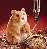 Should Children Under 5 Have Hamsters as Pets?