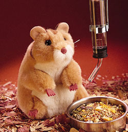 Should Children Under 5 Have Hamsters as Pets?