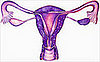Symptoms of Ovulation