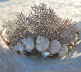 Shell Tiaras Shell Tiaras