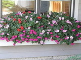 My August Garden