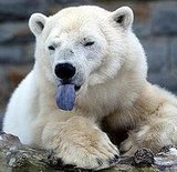 US lists polar bear as threatened species