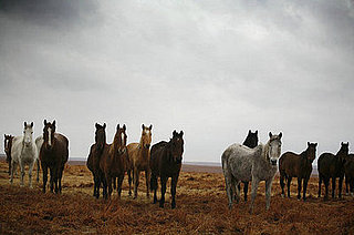 Spending Gone Wild: Proposal to Euthanize the West's Horses