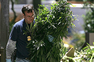 California Cracking Down on Pot Clubs High on Profits